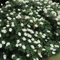 Hydrangea quercifolia